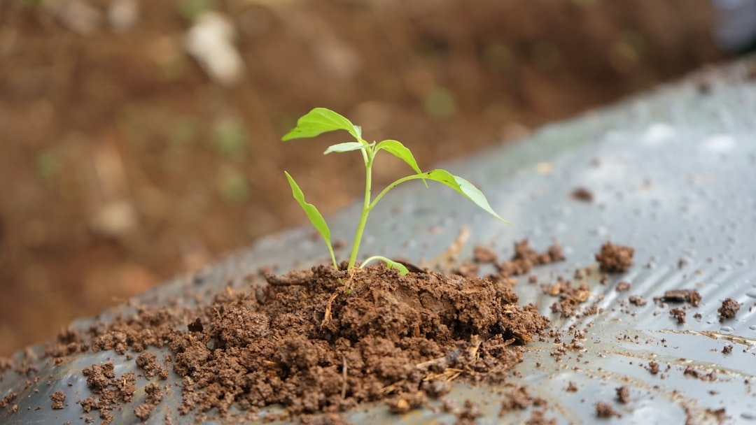 Як вибрати насіння для посіву: поради для врожаю 2025