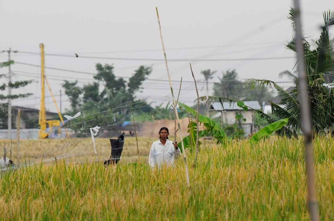 Як оформити субсидію на розвиток фермерського господарства у 2025 році